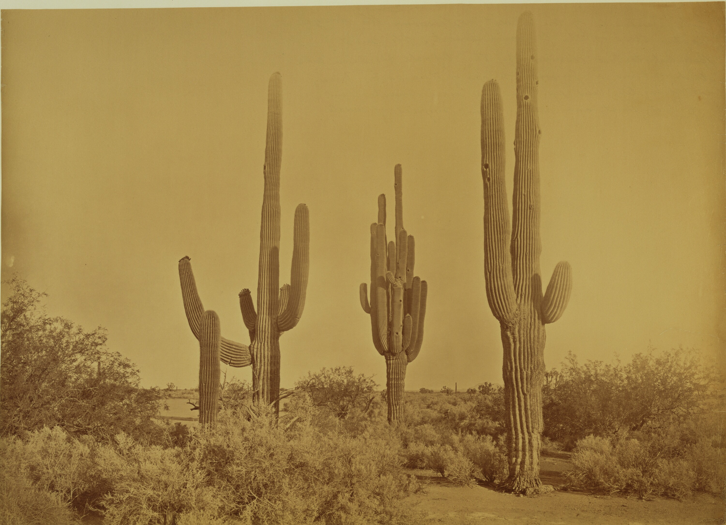 Ancient Saguaro of the Sonoran Desert