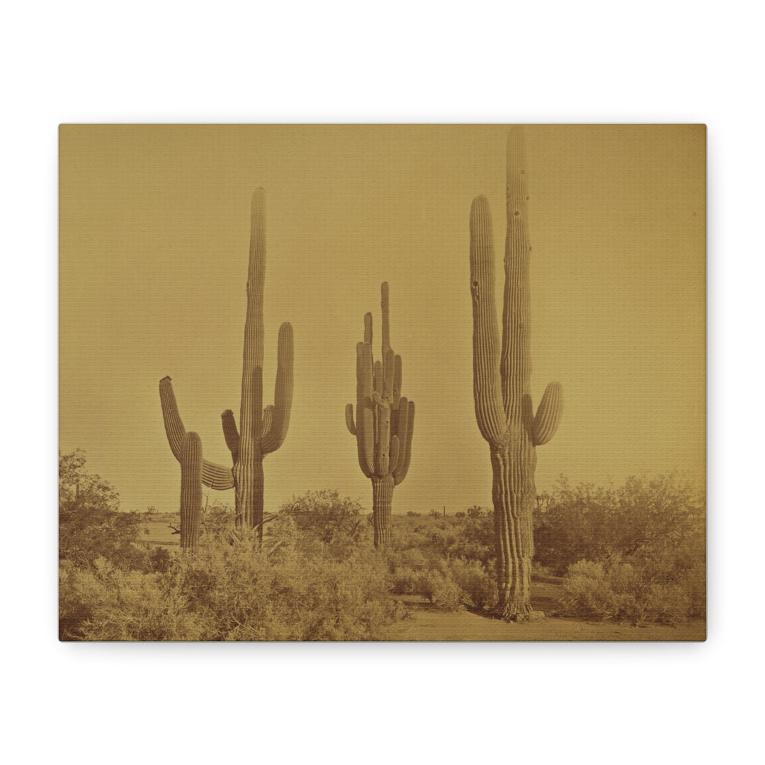 Guardians of the Sonoran: Timeless Saguaro Silhouettes - Matte Canvas Print [8x10]