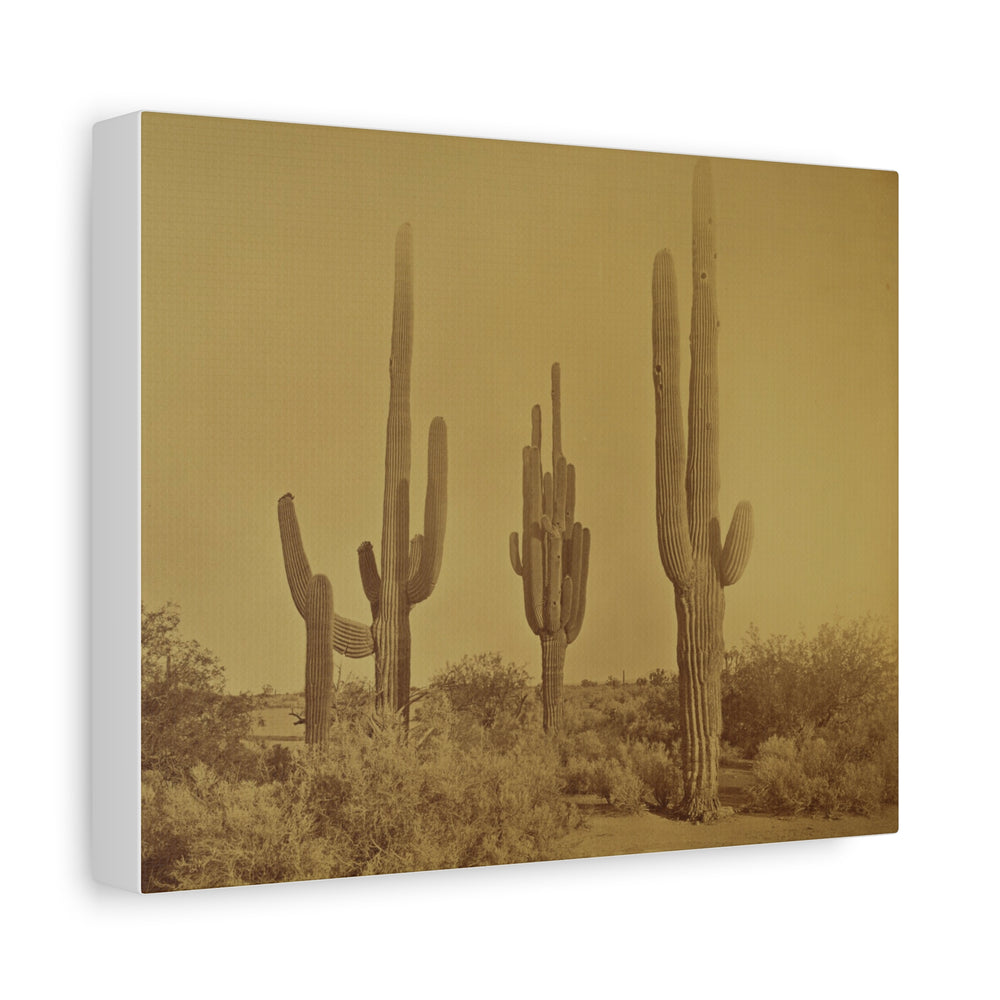 Guardians of the Sonoran: Timeless Saguaro Silhouettes - Matte Canvas Print [8x10]