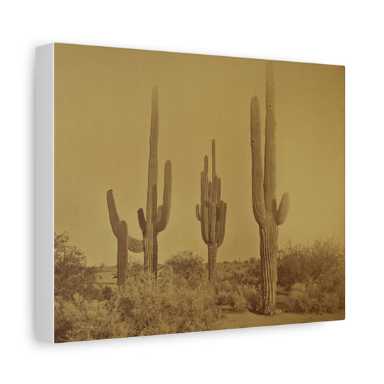 Guardians of the Sonoran: Timeless Saguaro Silhouettes - Matte Canvas Print [8x10]